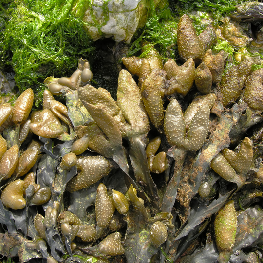 Bladderwrack is a Must-Have in Your Herbal Snack