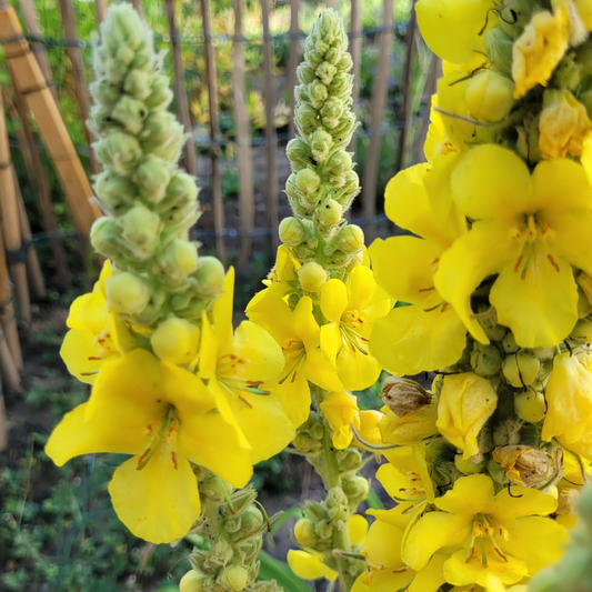 Mullein leaf for Lung Support