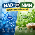 NAD+ vs NMN: What's the Difference?