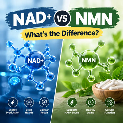 NAD+ vs NMN: What's the Difference?