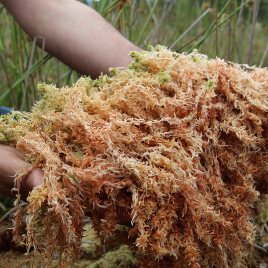 Unlocking the Secrets of Sea Moss
