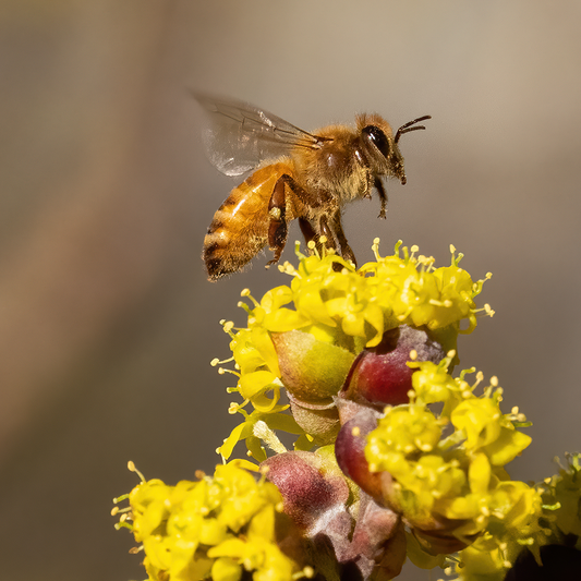 How is Pollen Bee Collected